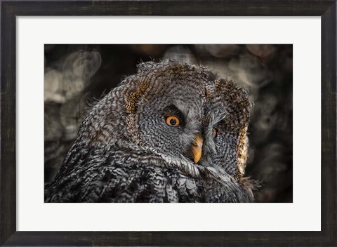 Framed Wisdom Owl Black &amp; White Print