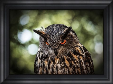 Framed Evil Owl III Print