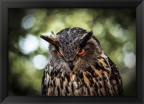 Framed Evil Owl III Print