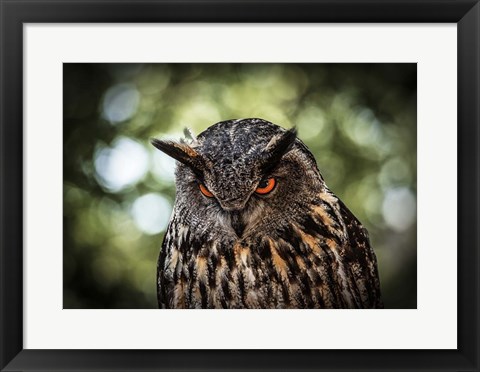 Framed Evil Owl III Print