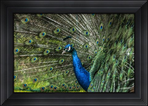 Framed Peacock Showing Off Print