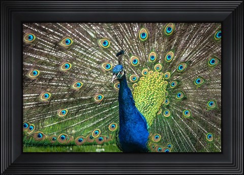 Framed Peacock Showing Off II Print