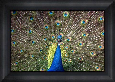 Framed Peacock Showing Off Close Up Print