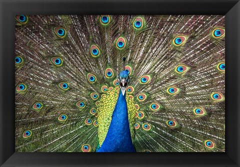 Framed Peacock Showing Off Close Up Print