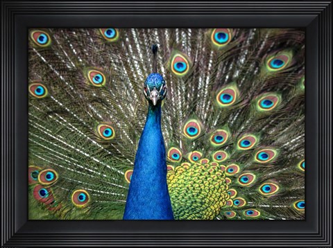 Framed Peacock Showing Off Close Up II Print