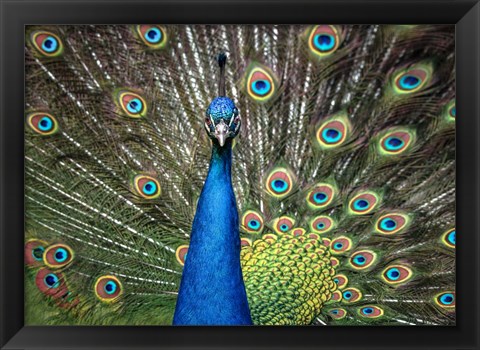 Framed Peacock Showing Off Close Up II Print