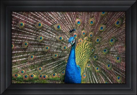 Framed Peacock Showing Off III Print