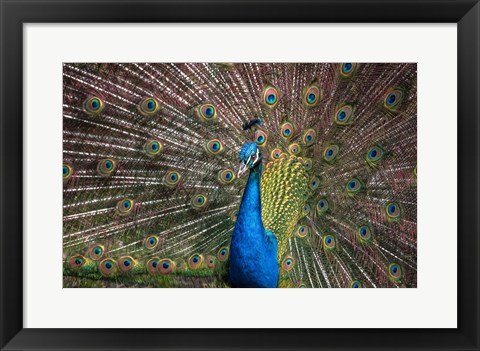 Framed Peacock Showing Off III Print