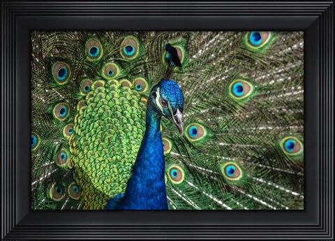 Framed Peacock Showing Off Close Up III Print