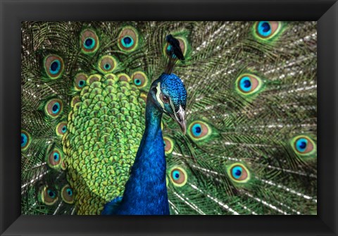 Framed Peacock Showing Off Close Up III Print