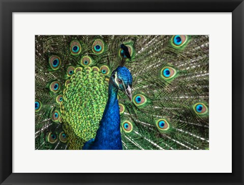 Framed Peacock Showing Off Close Up III Print