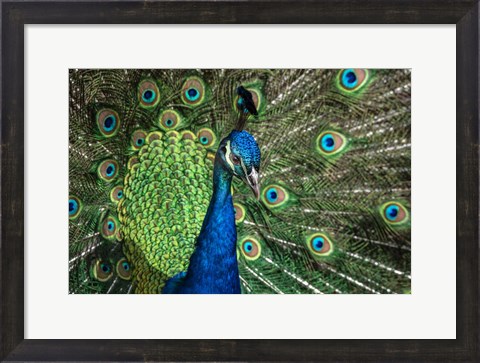 Framed Peacock Showing Off Close Up III Print