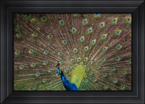 Framed Peacock Showing Off IV Print