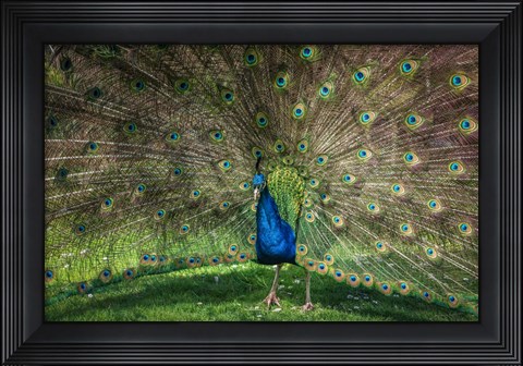 Framed Peacock Showing Off V Print