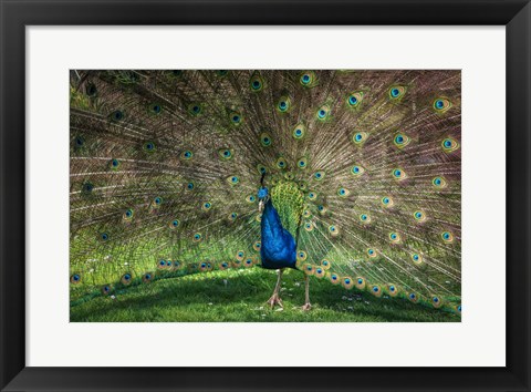 Framed Peacock Showing Off V Print