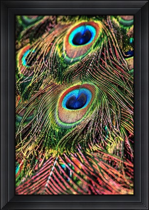 Framed Peacock Feathers Print