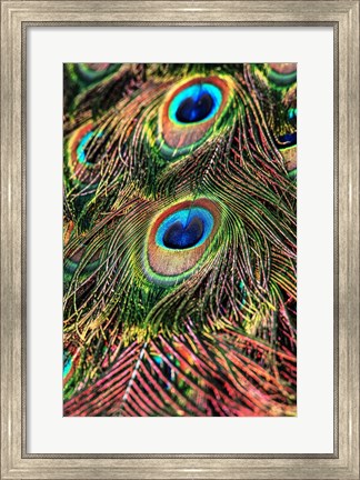 Framed Peacock Feathers Print