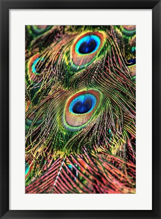 Framed Peacock Feathers Print