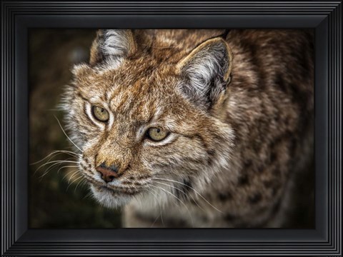 Framed Lynx Close Up Print