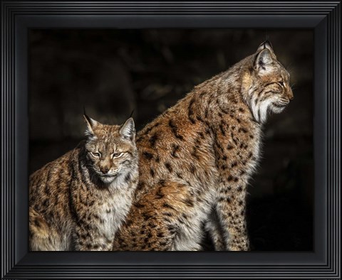 Framed Two Lynxes Print