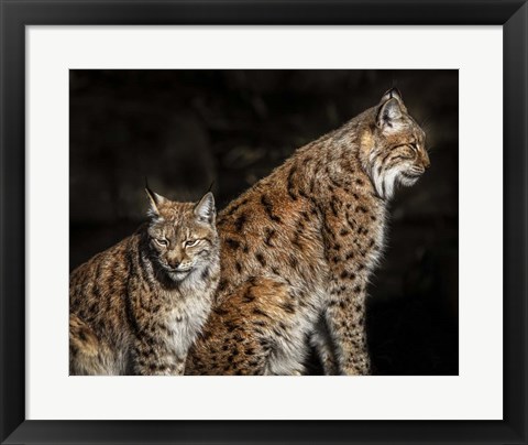 Framed Two Lynxes Print