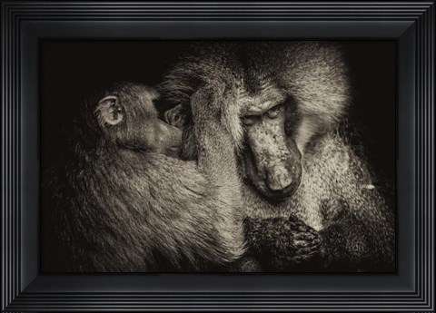 Framed Baboon II Sepia Print