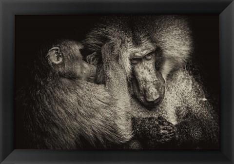 Framed Baboon II Sepia Print