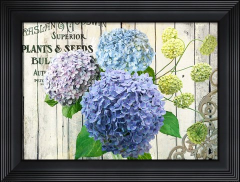 Framed Farm Seed Hydrangeas Print