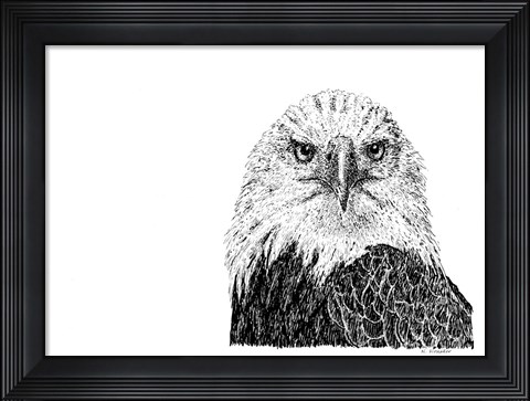 Framed Bald eagle Print