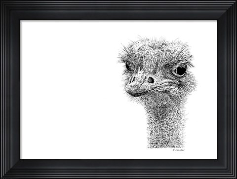 Framed Ostrich Print