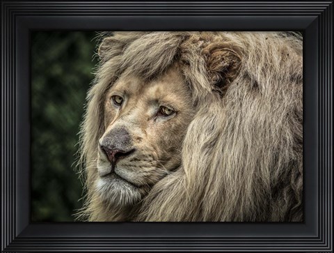 Framed White Lion Print