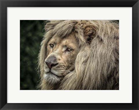 Framed White Lion Print