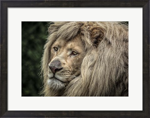Framed White Lion Print