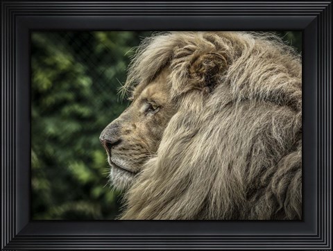 Framed White Lion Side Print