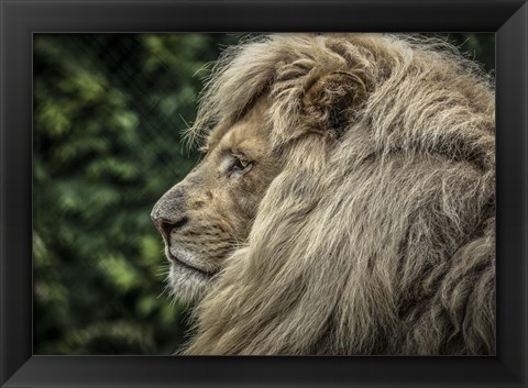 Framed White Lion Side Print