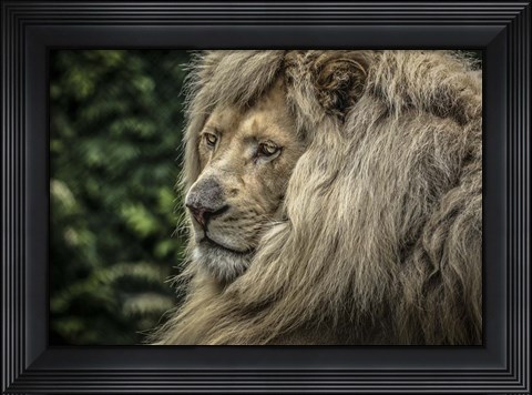 Framed White Lion Wide Print