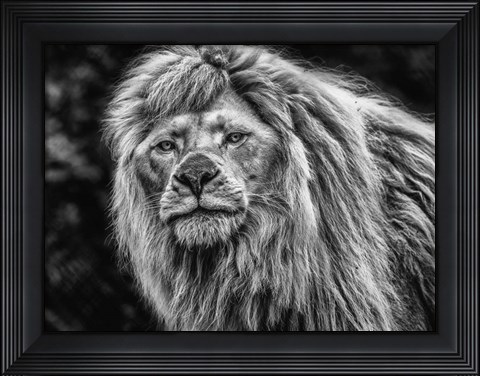 Framed White Albino Lion Black &amp; White Print