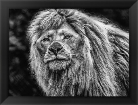 Framed White Albino Lion Black &amp; White Print