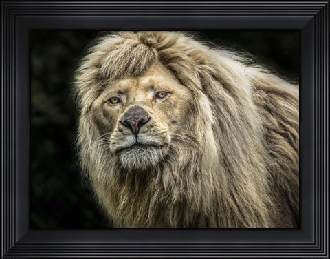 Framed White Albino Lion Print