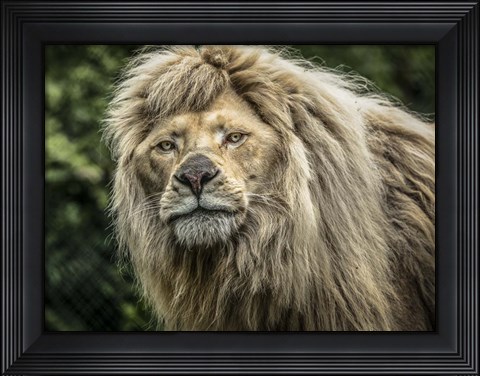 Framed White Albino Lion II Print