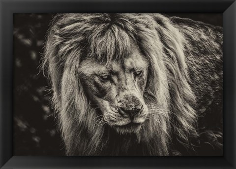 Framed White Albino Lion III Sepia Print