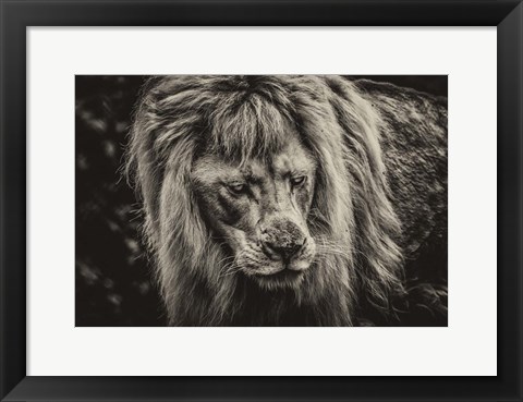 Framed White Albino Lion III Sepia Print