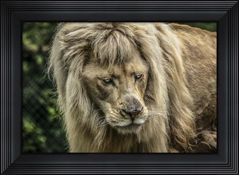 Framed White Albino Lion III Print