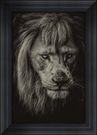 Framed White Albino Lion IV Sepia Print