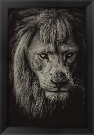 Framed White Albino Lion IV Sepia Print