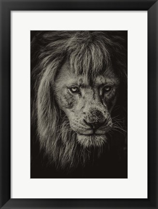 Framed White Albino Lion IV Sepia Print