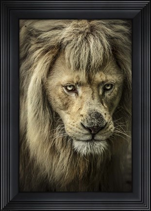 Framed White Albino Lion IV Print