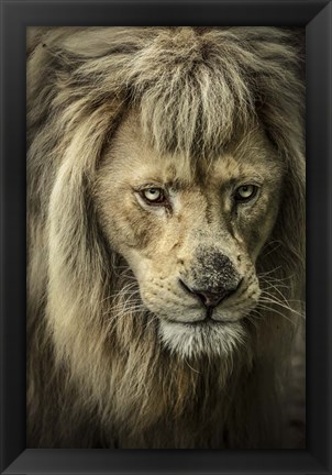 Framed White Albino Lion IV Print