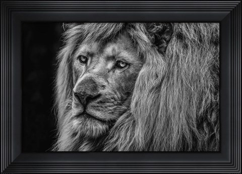 Framed White Albino Lion Close Up Black &amp; White Print