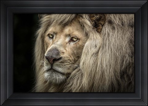 Framed White Albino Lion Close Up Print